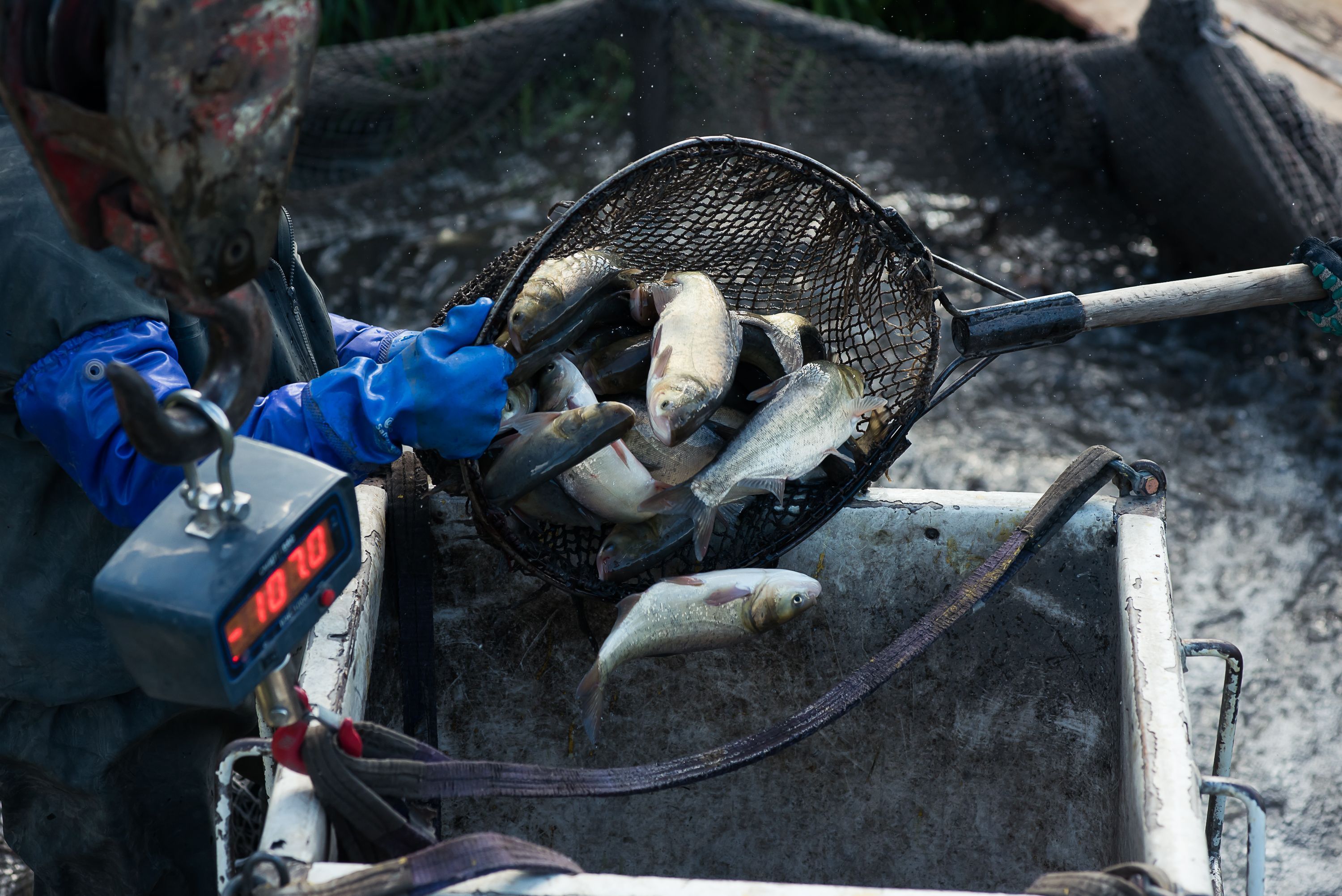 Морю — рыбу. СГК продолжает проект по зарыблению Беловского водохранилища