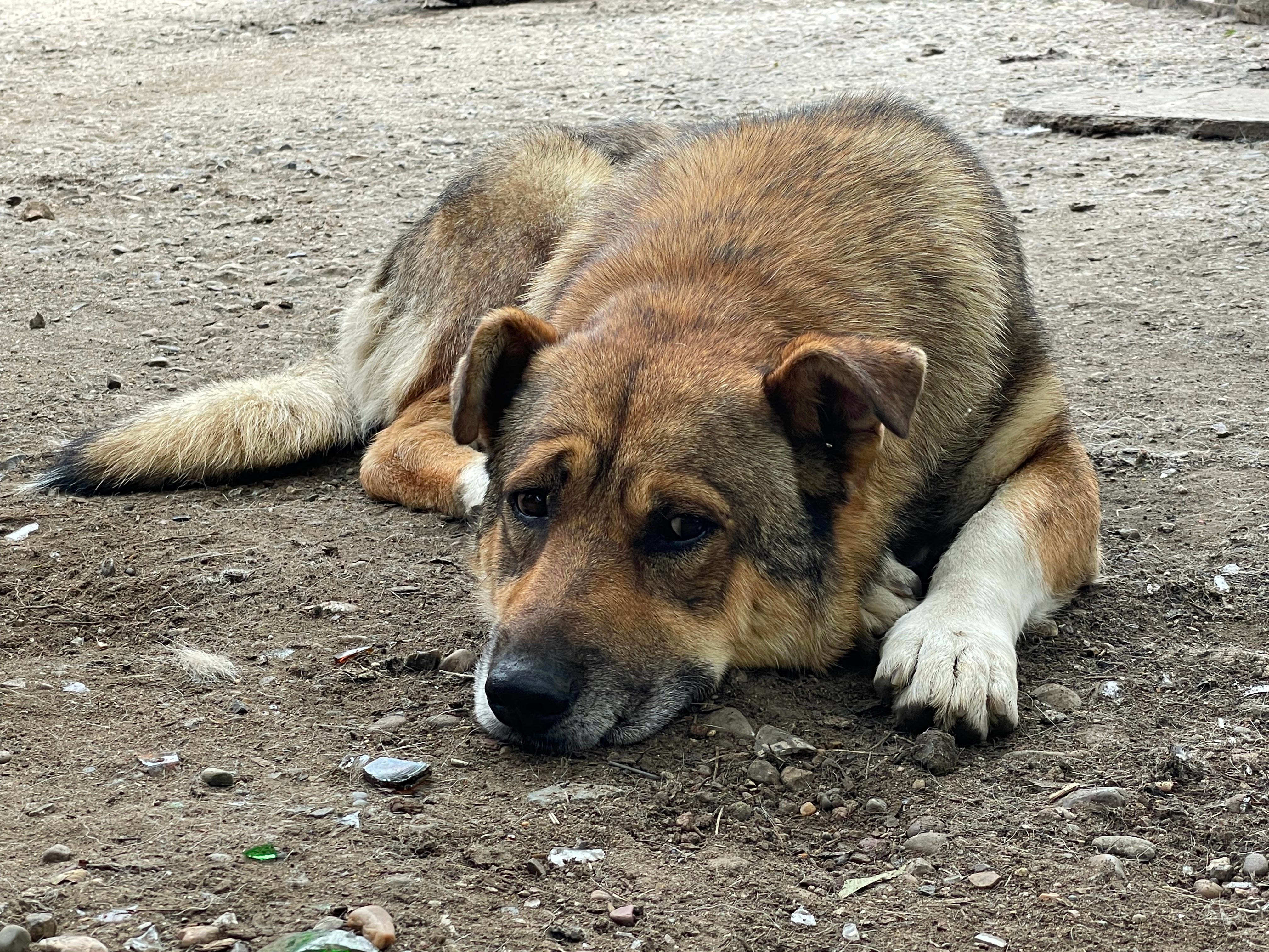Энергетики Приморской ГРЭС взяли шефство над приютом для бездомных животных «Друг»