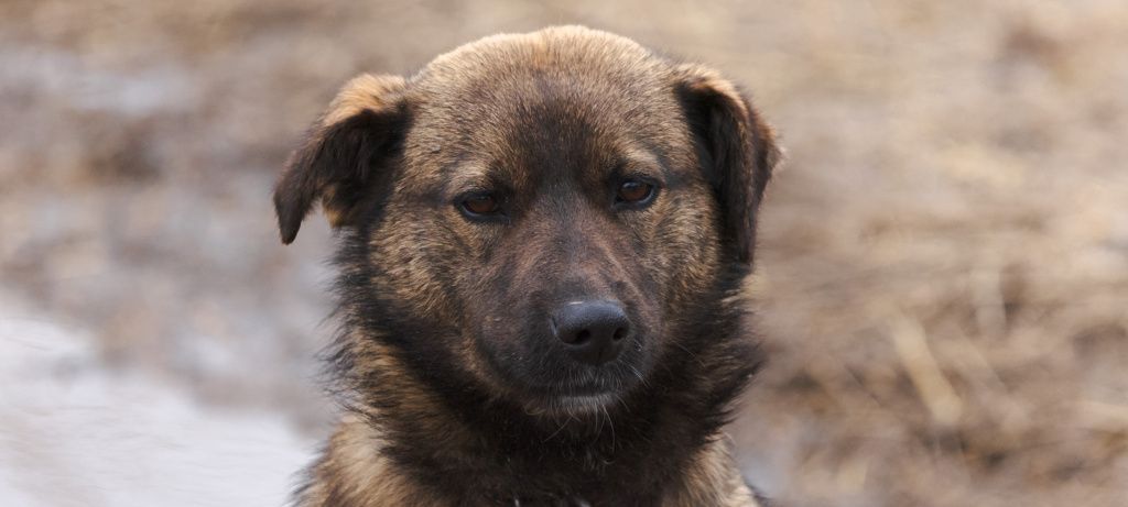 Энергетики СГК в Красноярском крае соберут корм для бездомных животных