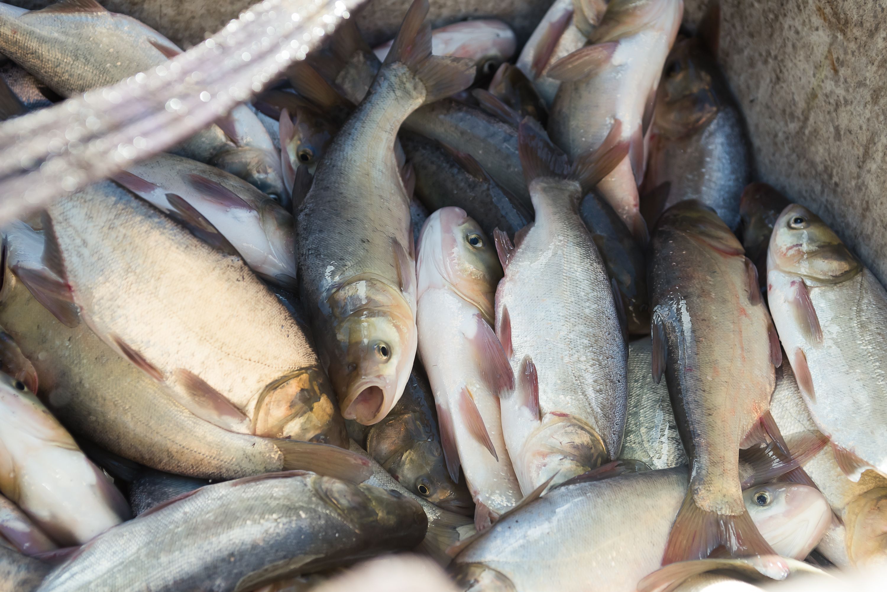 Морю — рыбу. СГК продолжает проект по зарыблению Беловского водохранилища