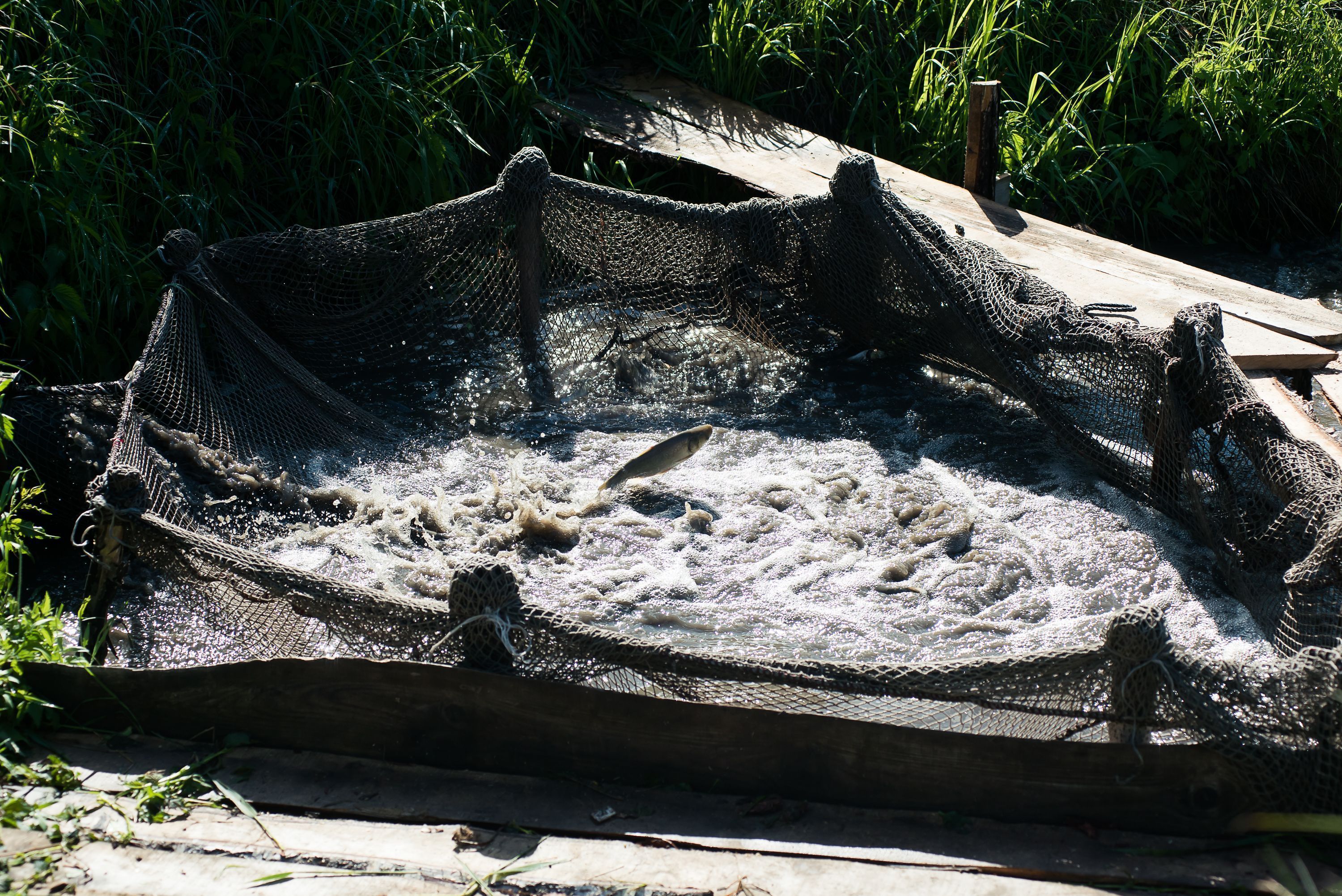 Морю — рыбу. СГК продолжает проект по зарыблению Беловского водохранилища