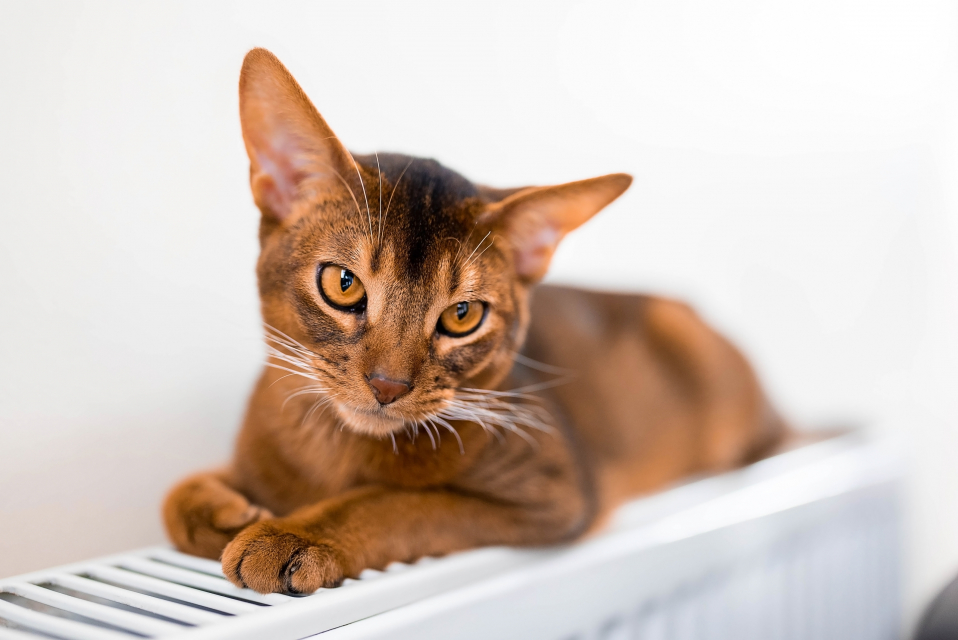 Точка притяжения — батарея: почему кошки так любят тепло? 