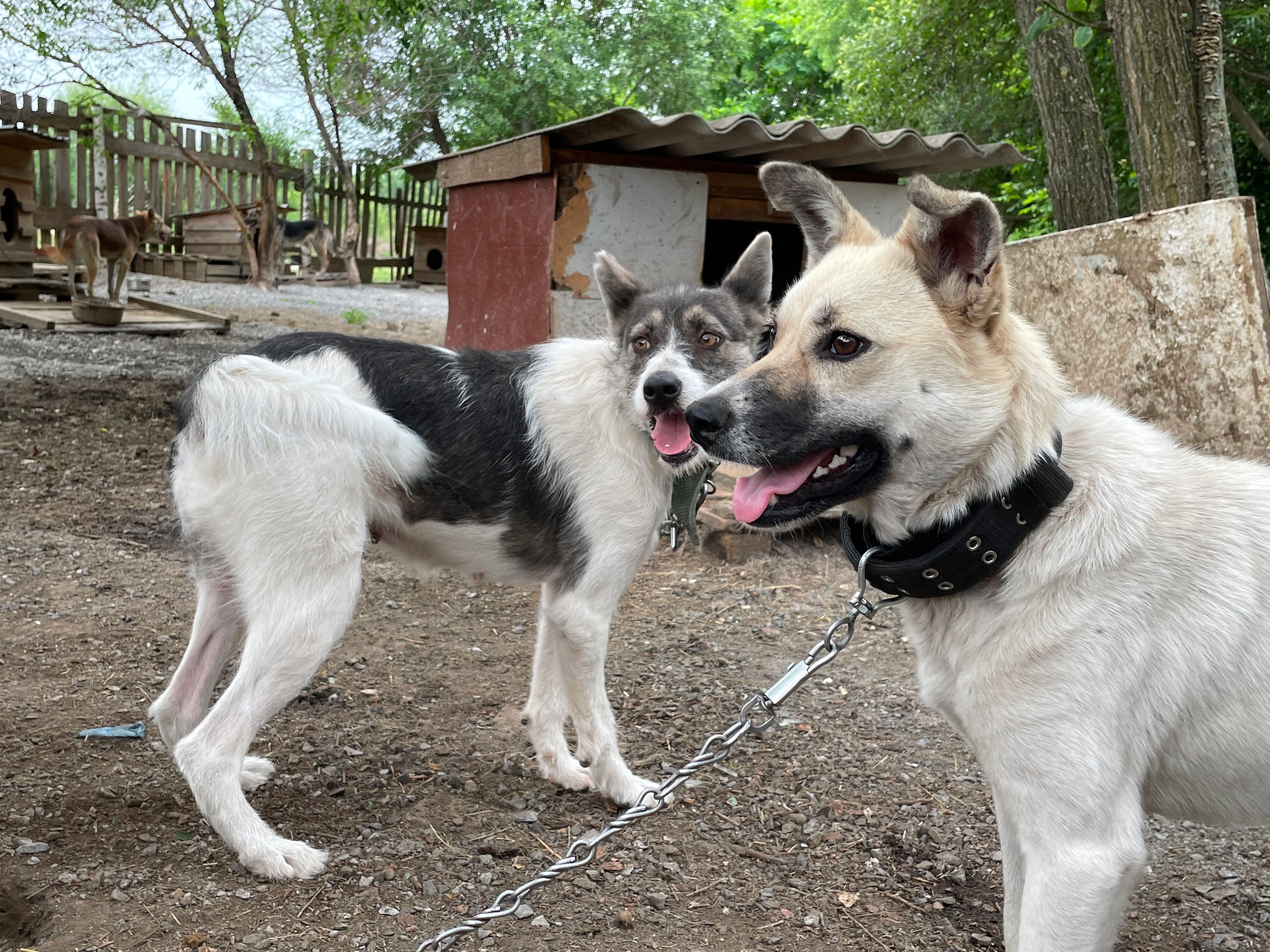 Энергетики Приморской ГРЭС взяли шефство над приютом для бездомных животных «Друг»
