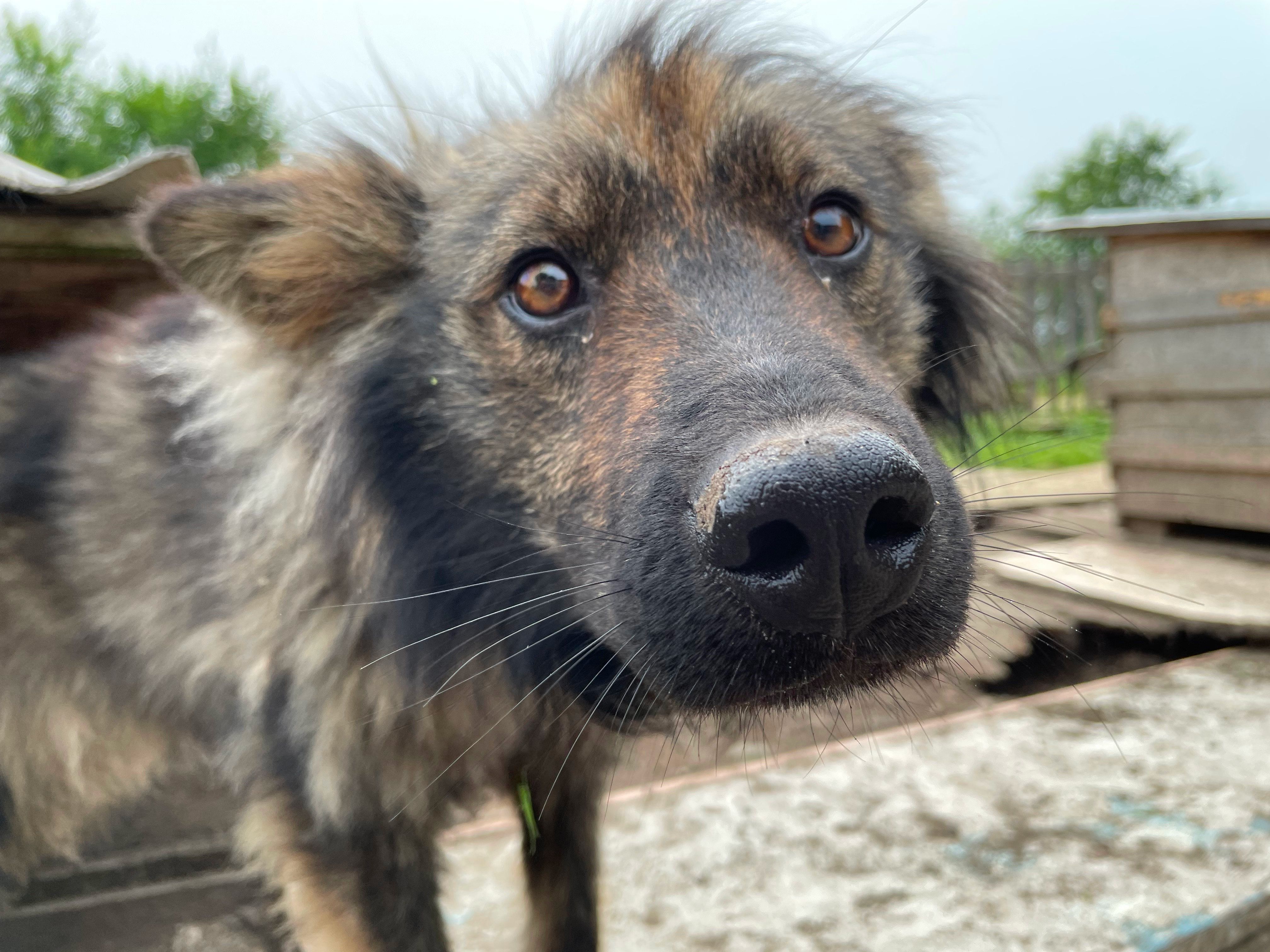 Энергетики Приморской ГРЭС взяли шефство над приютом для бездомных животных «Друг»