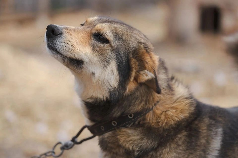 С любовью к животным: Назаровская ГРЭС помогла приюту улучшить качество ухода за питомцами  