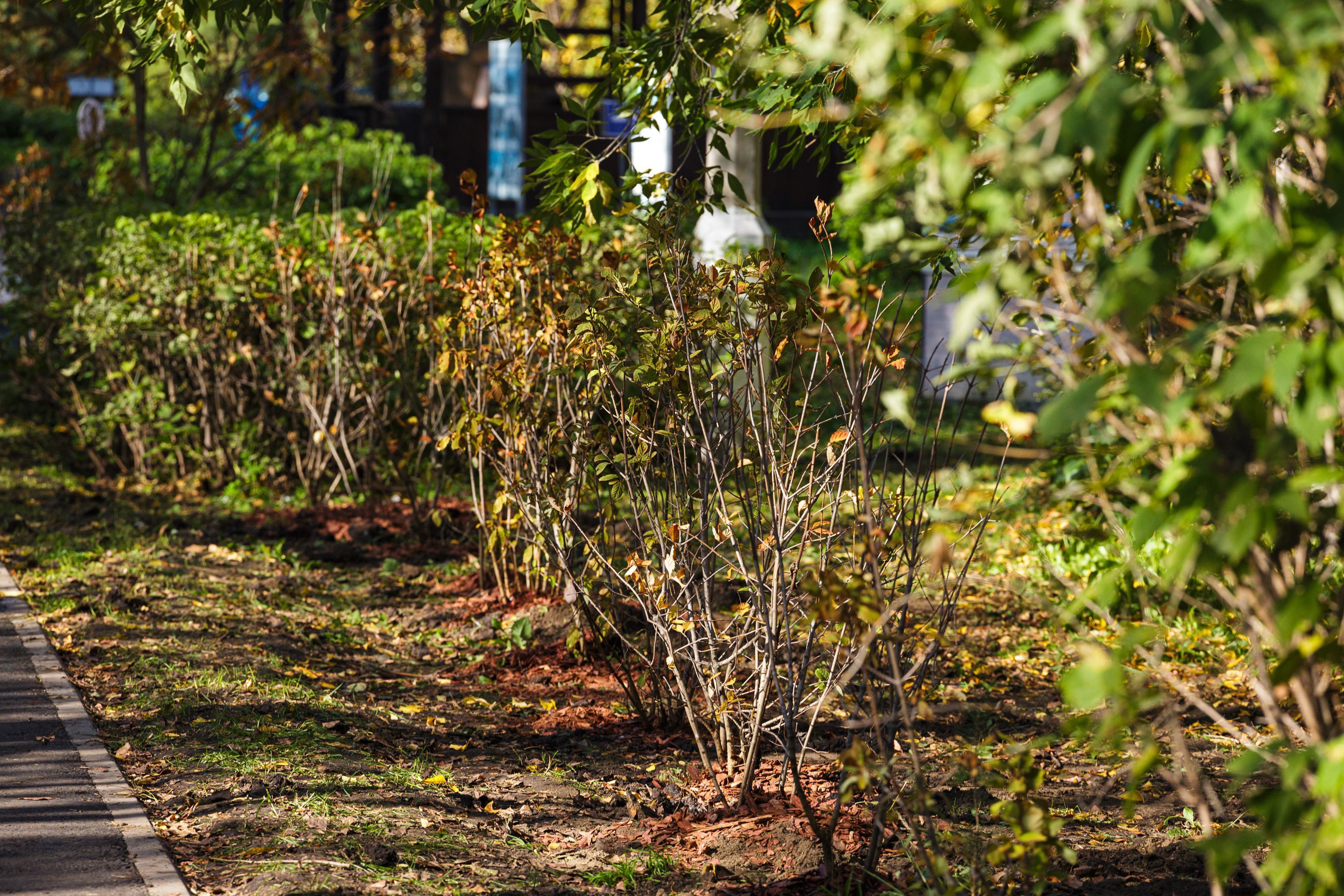 Экомарафон СГК: красноярские выпускники посадили аллею сирени у родной школы