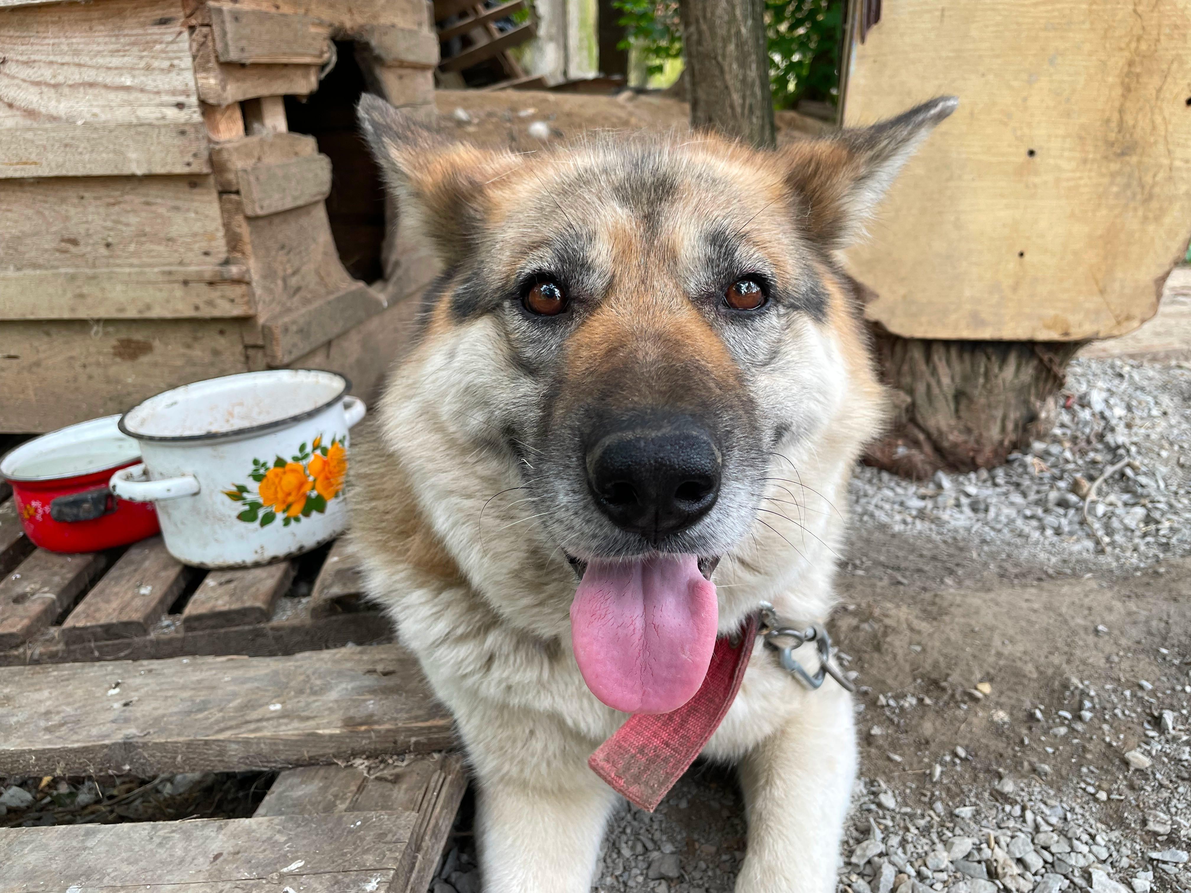Энергетики Приморской ГРЭС взяли шефство над приютом для бездомных животных «Друг»