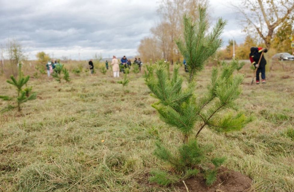 «Чистые игры» и «лес» прямо в городе – энергетики Хакасии подводят итоги осенних экологических акций
