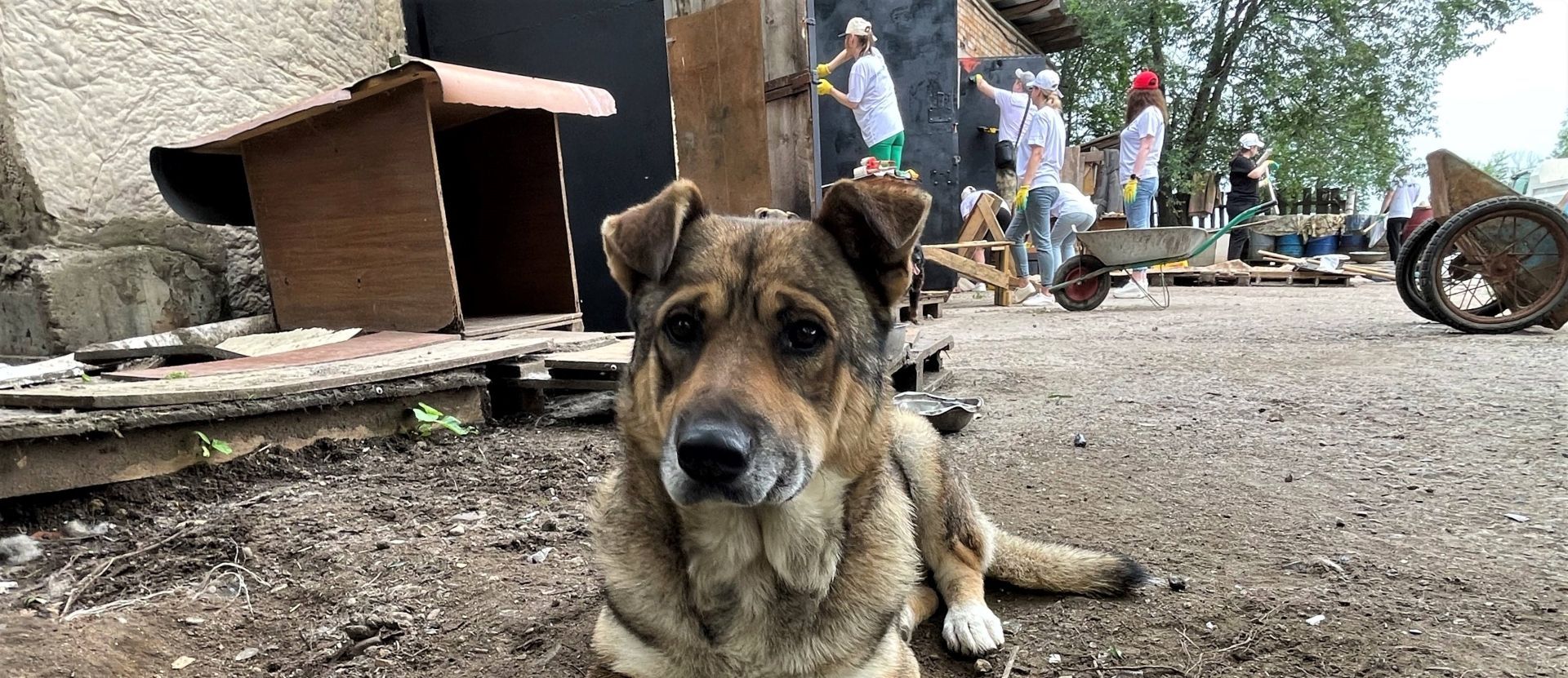Энергетики Приморской ГРЭС взяли шефство над приютом для бездомных животных «Друг»