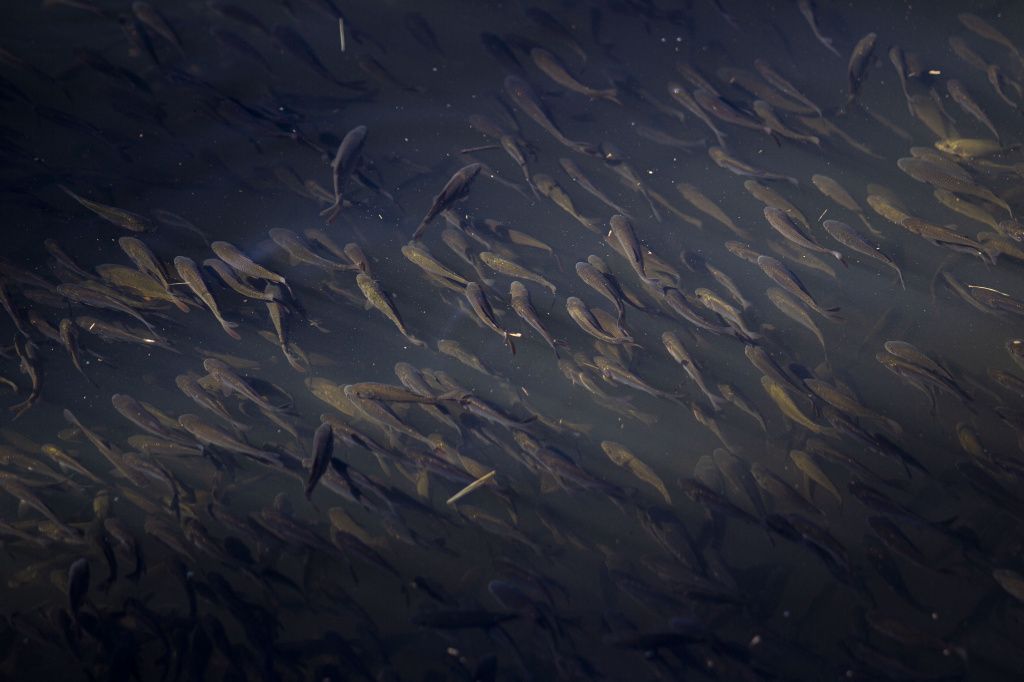 Осетровый десант: в Енисей выпущены 50 тысяч мальков для восстановления популяции