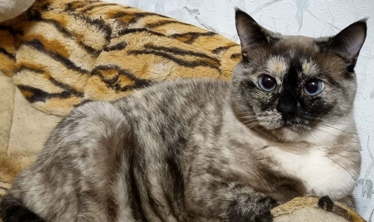 Приятно, что о нас помнят: как проект «За живое» помог бездомным животным из Рубцовска