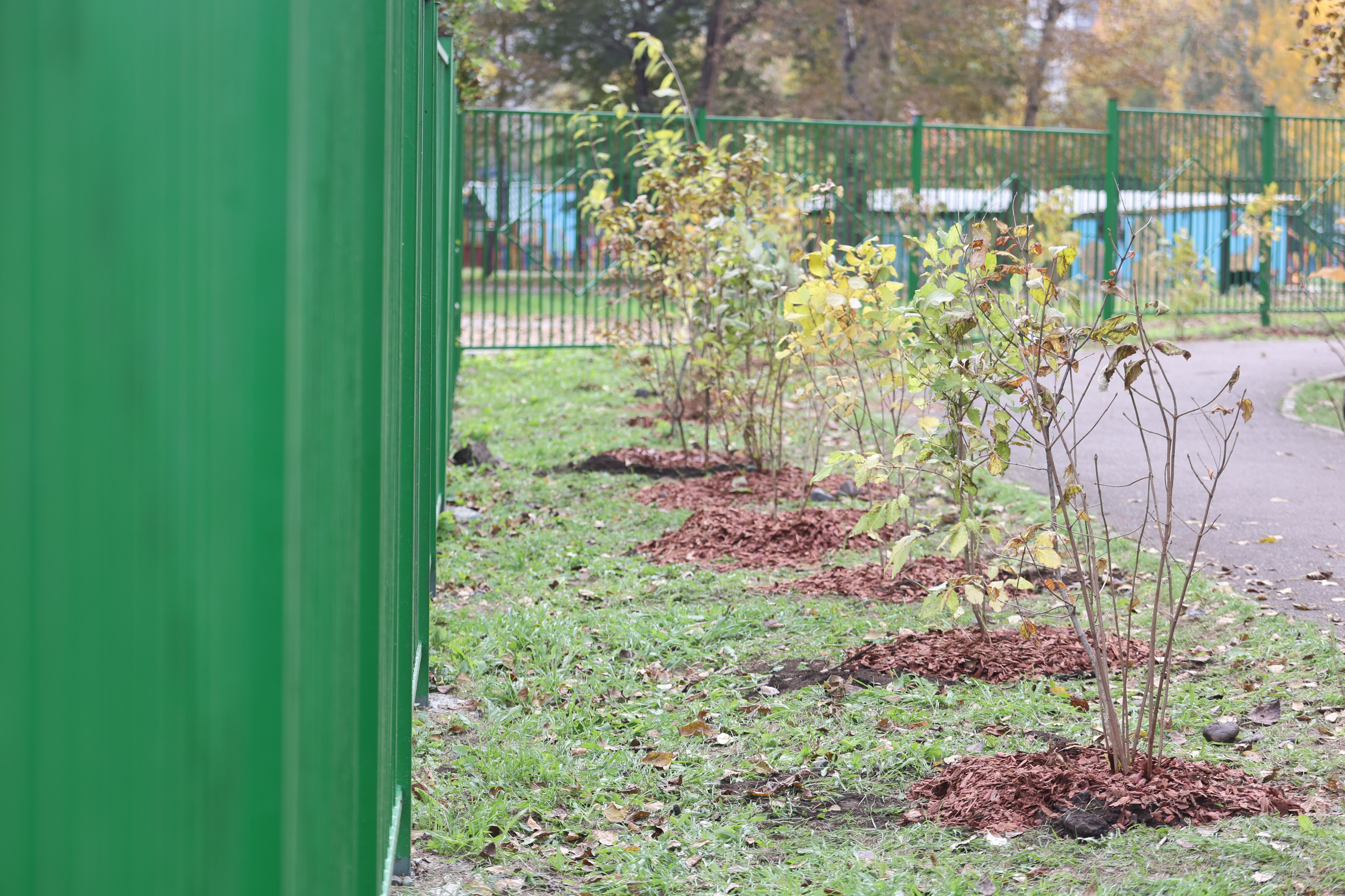 В красноярской школе высадили около 30 саженцев сирени