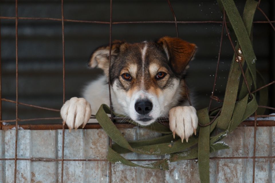 В приюты для бездомных животных Красноярска, Назарова, Канска энергетики СГК передали почти полтонны кормов