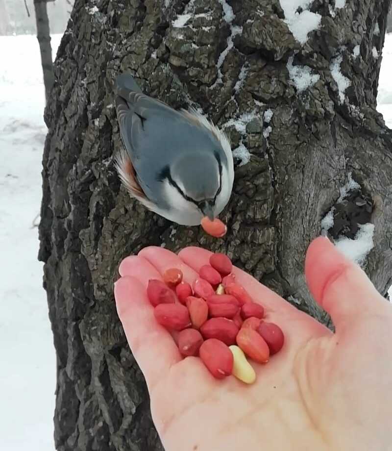 В холодное время Елена Сокольских активно подкармливает птиц