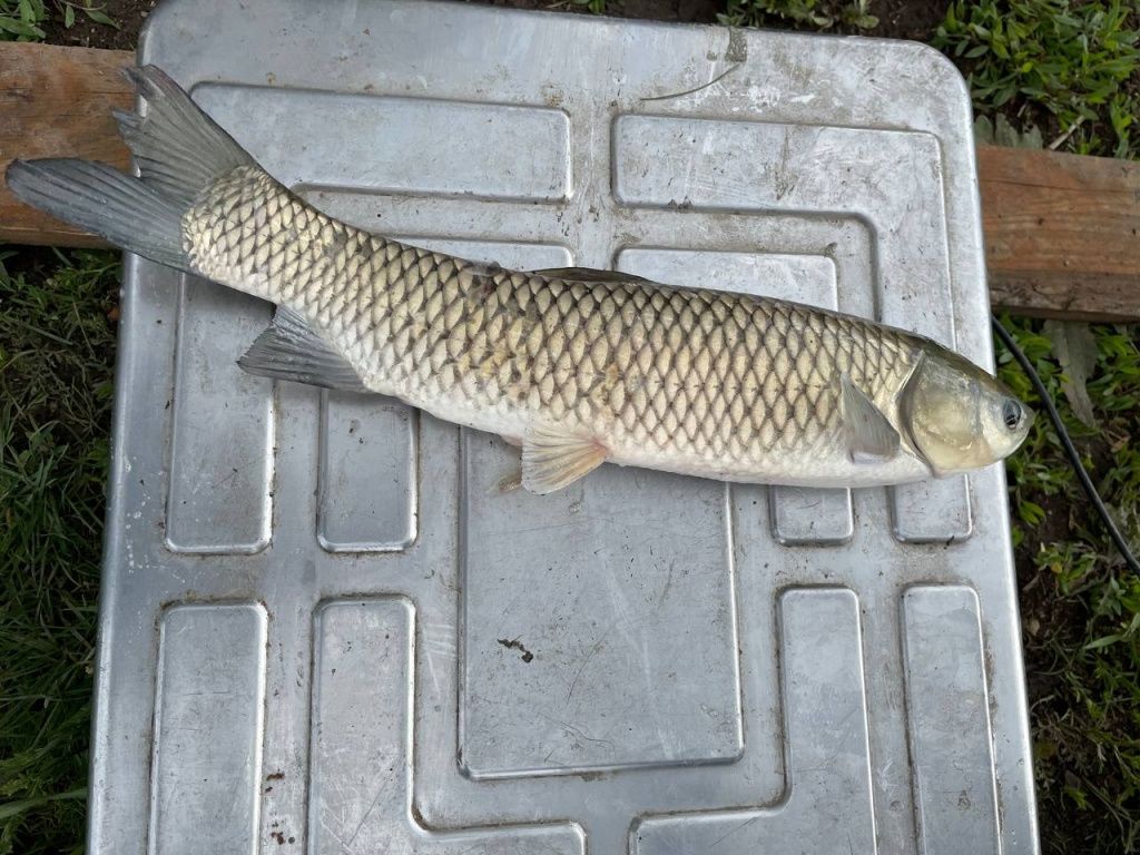 Возраст рыб считают по количеству летних периодов, которые они прожили. Лето 2025 года будет уже третьим в жизни этих амуров и толстолобиков