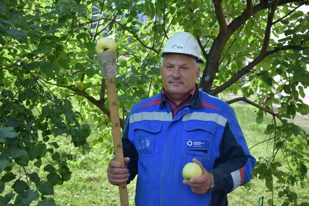 Василий Степанович присматривает за яблоневым садом уже много лет