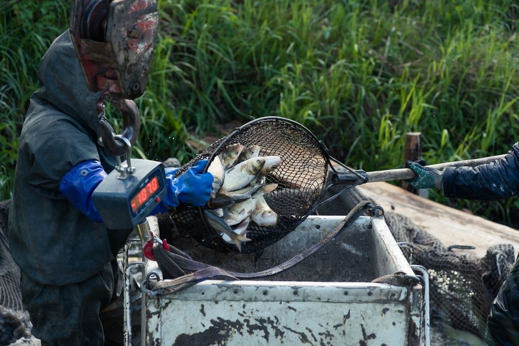 Технология безузелкового сачка позволяет не травмировать рыб при погрузке
