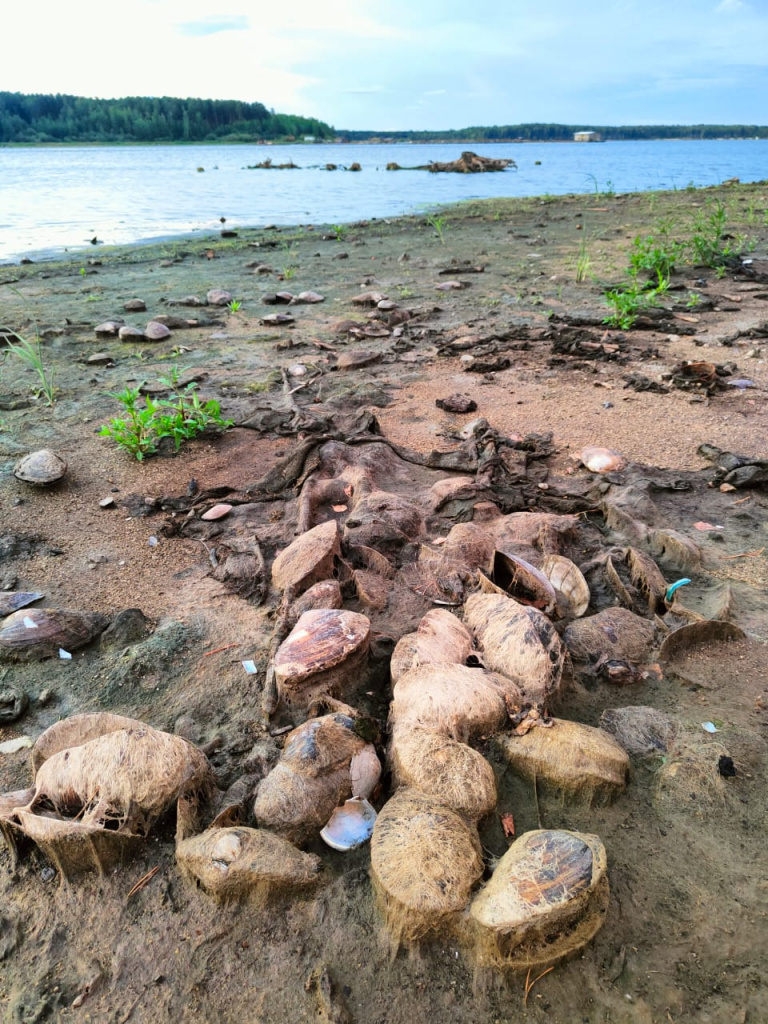 Гигантские моллюски, обнаруженные на берегу Рефтинского водохранилища