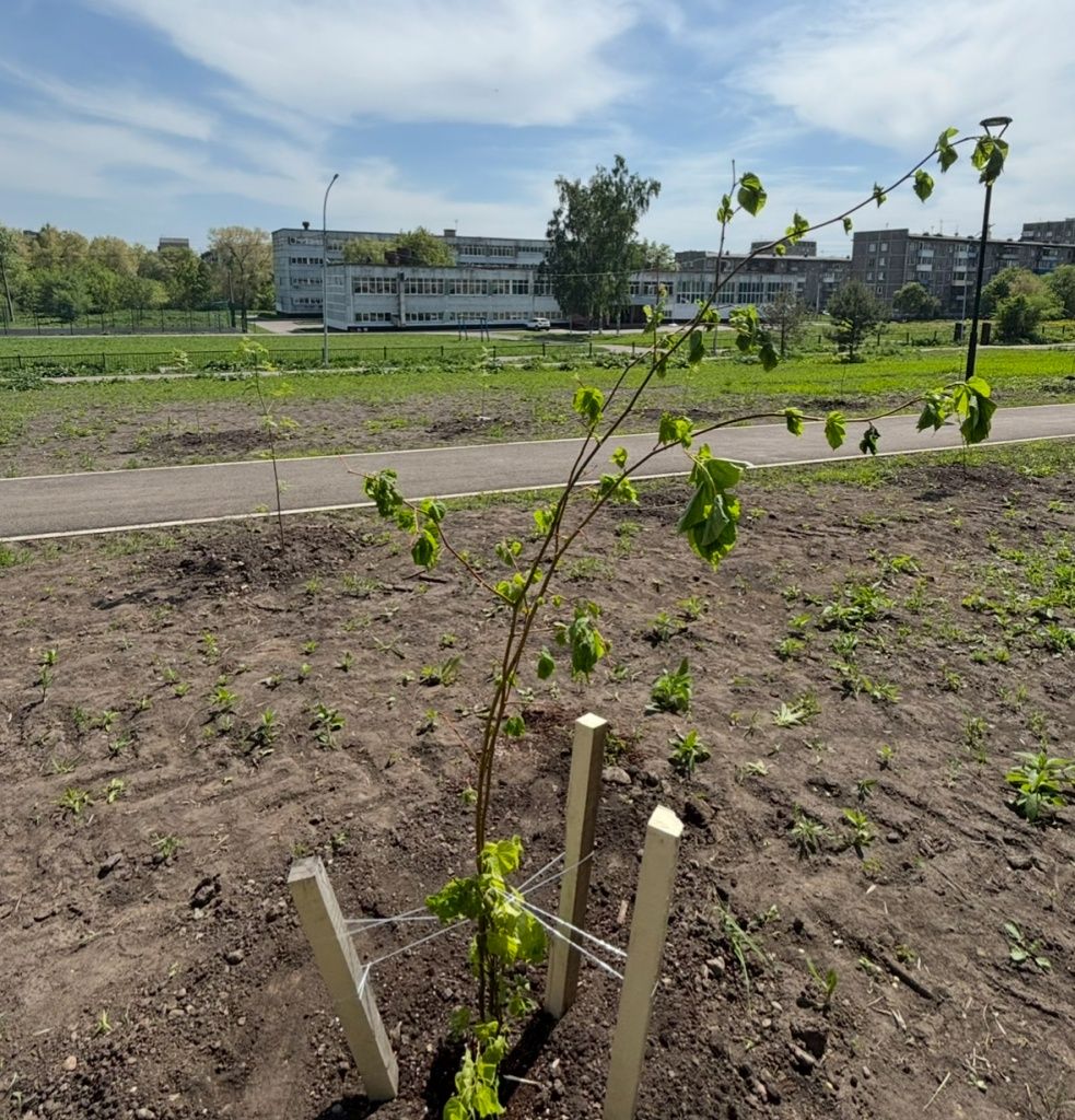 Годы спустя липы вырастут и будут хорошо видны из окон гимназии