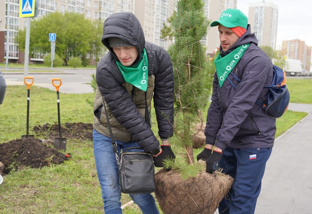 При высадке понадобилась и слаженность действий, и физическая сила: каждый саженец вместе с комом земли, где находится его сформированная корневая система, весит около 40-45 кг