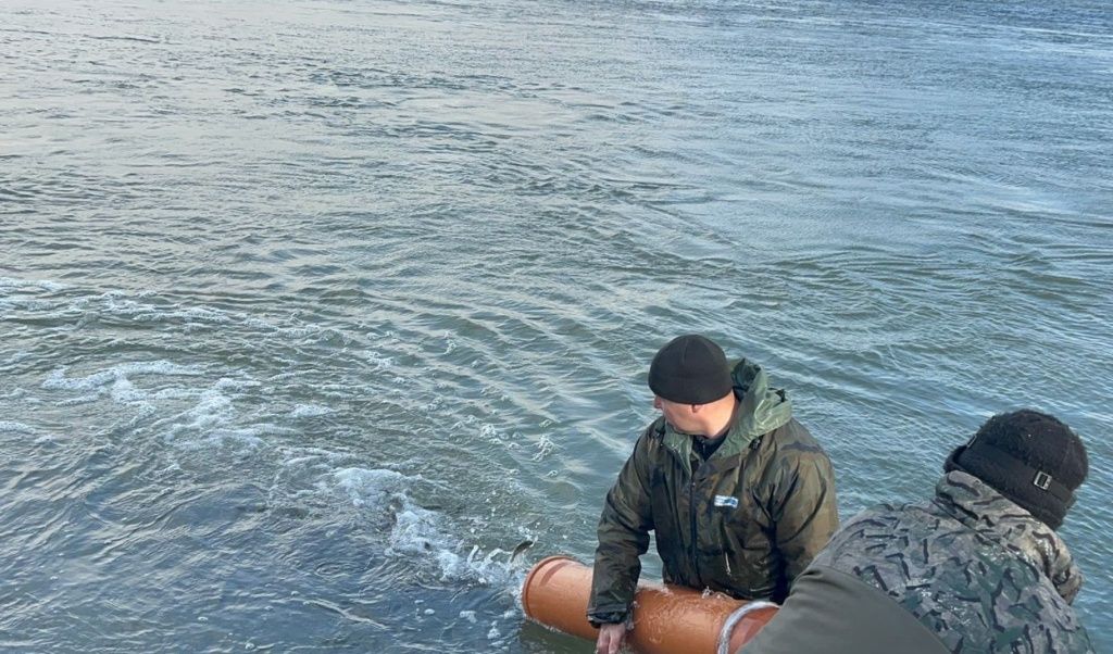 Молодь сазана была выпущена в реку Обь