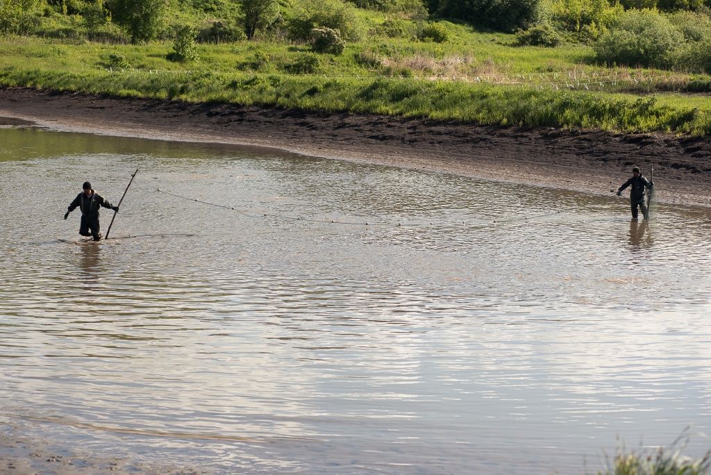 Специалисты рыбоводческого хозяйства аккуратно сгоняют сетью толстолобика и амура к секции вылова. И очень просят соблюдать тишину &mdash; не пугать рыбу