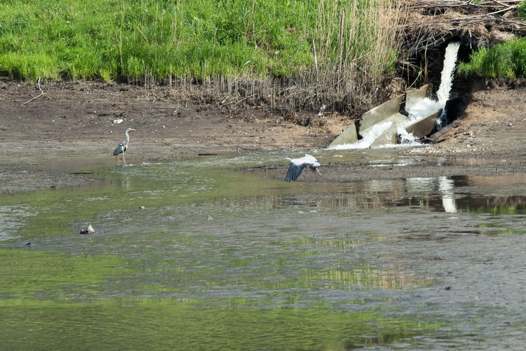 Возле озера, где зимовала рыба, можно встретить и черных коршунов, и чаек, и ворон, и даже цапель. Как рассказывают рыбоводы, птицы стали даже гнездиться рядом