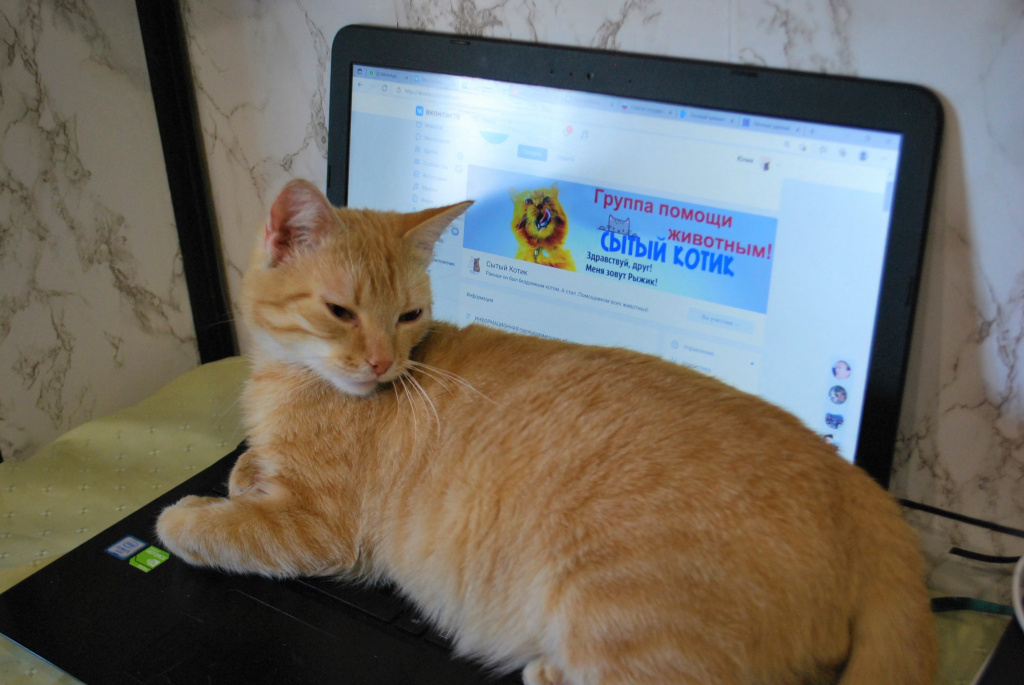 Рыжий Витёк «подрабатывает» администратором группы «Сытый котик» в социальных сетях