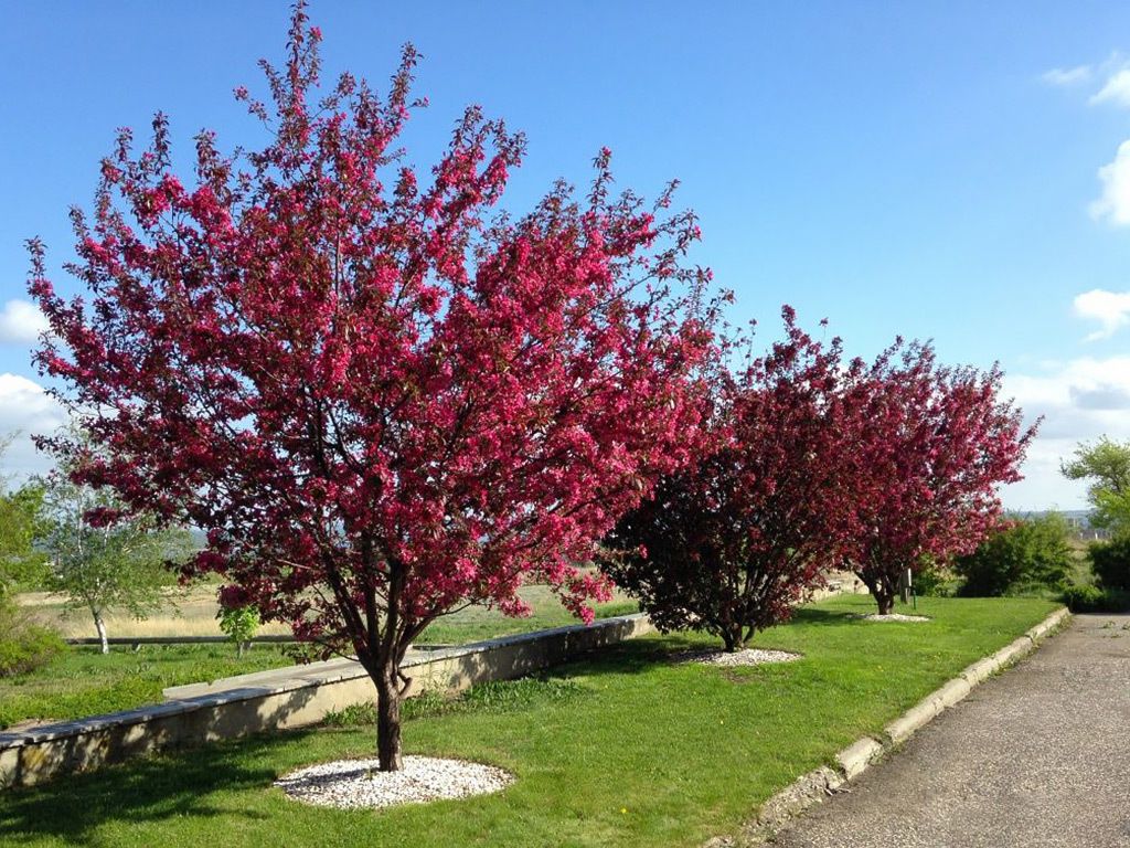 Взрослые деревья яблони сорта Роялти 