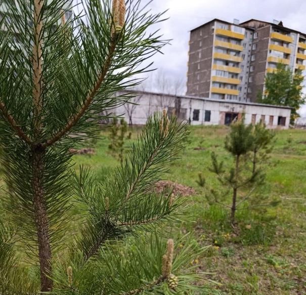 Около Пригорска скоро будет сосновый бор
