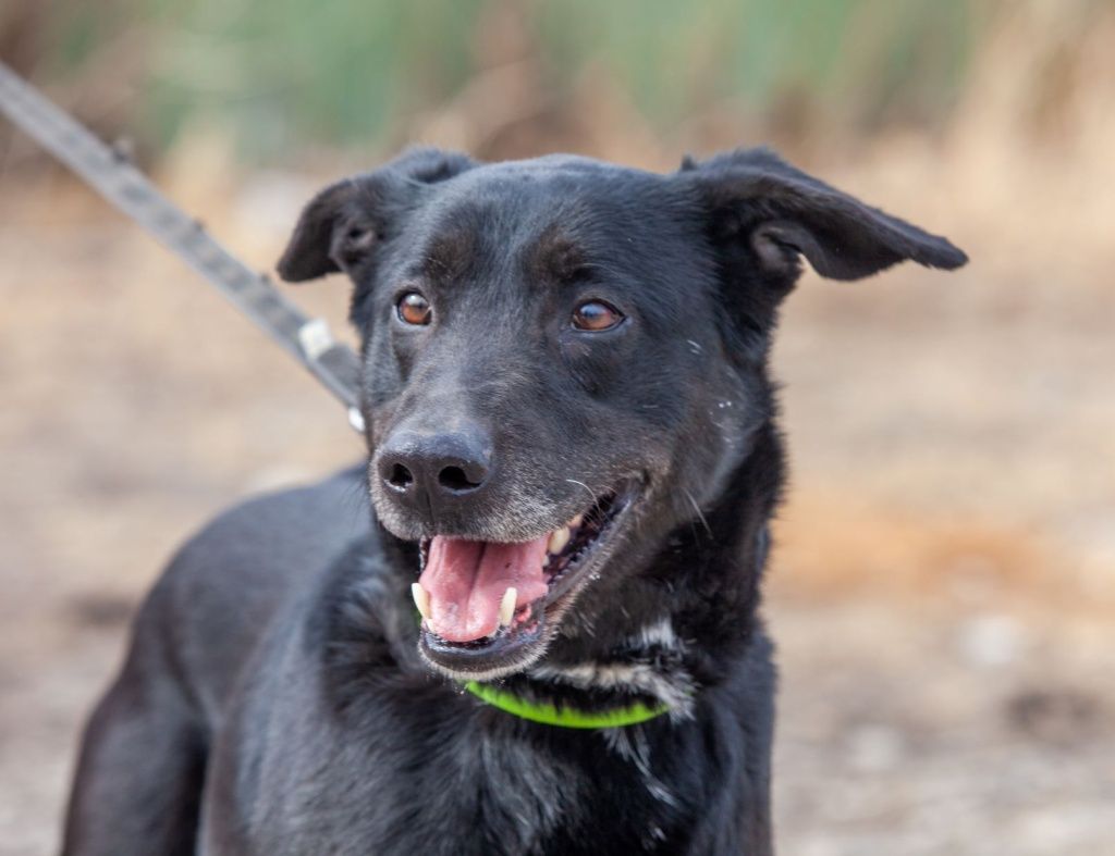 &laquo;Животные не виноваты в том, что оказались на улице. Они очень нуждаются в нашей помощи&raquo;, &mdash; считают активисты проекта