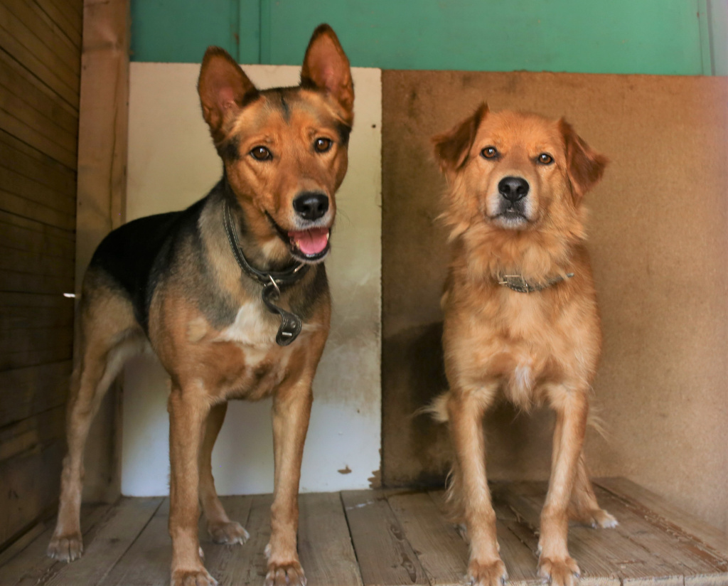 На фото — Лила и Сеня. Им обоим по 3 года. Собаки дружно живут в одном вольере. И также дружелюбно встречают гостей