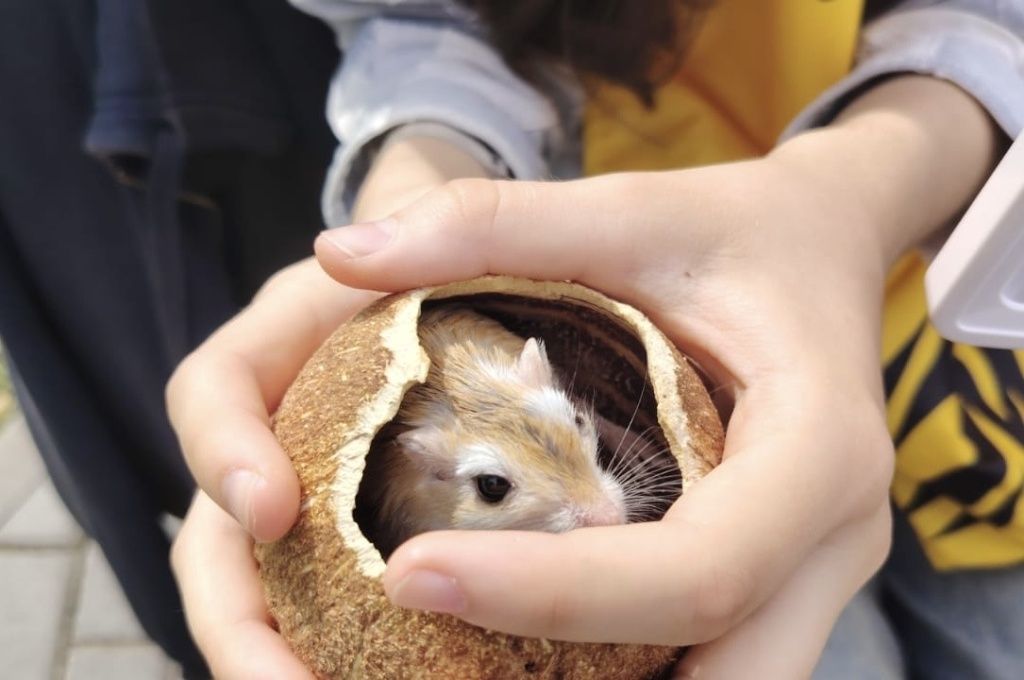 Экологический праздник посетили 2000 человек и один хомяк