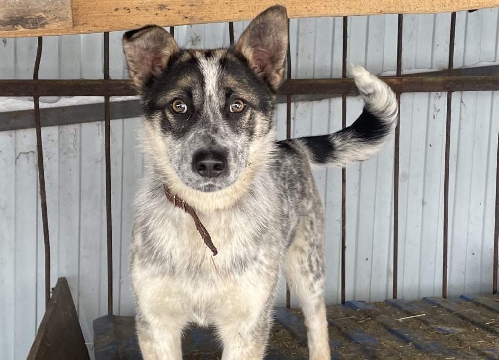 Зара живет в приюте и с надеждой ждет любящего хозяина. По всем вопросам (оказания помощи или желания взять питомца домой) можно звонить представителю приюта &laquo;Дом друзей&raquo; по тел. 8-906-981-83-62.