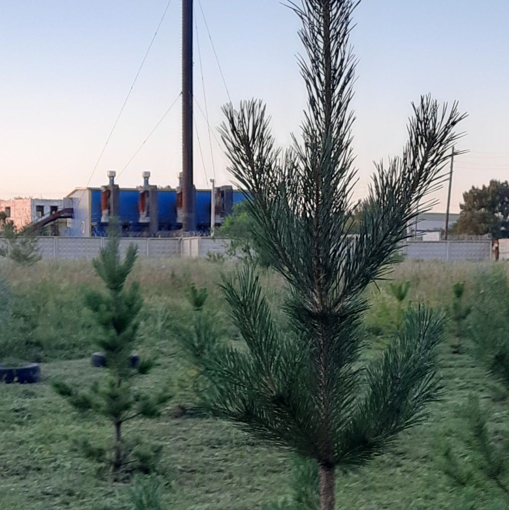 Благодаря СГК и активным жителям в Пригорске подрастает около сотни сосен Благодаря СГК и активным жителям в Пригорске подрастает около сотни сосен