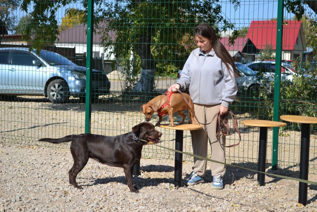Площадка явно пришлась по вкусу не только собаководам Рубцовска, но и их питомцам 