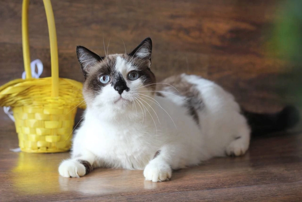 Подопечная приюта &laquo;Бусинка&raquo; кошка Империя 