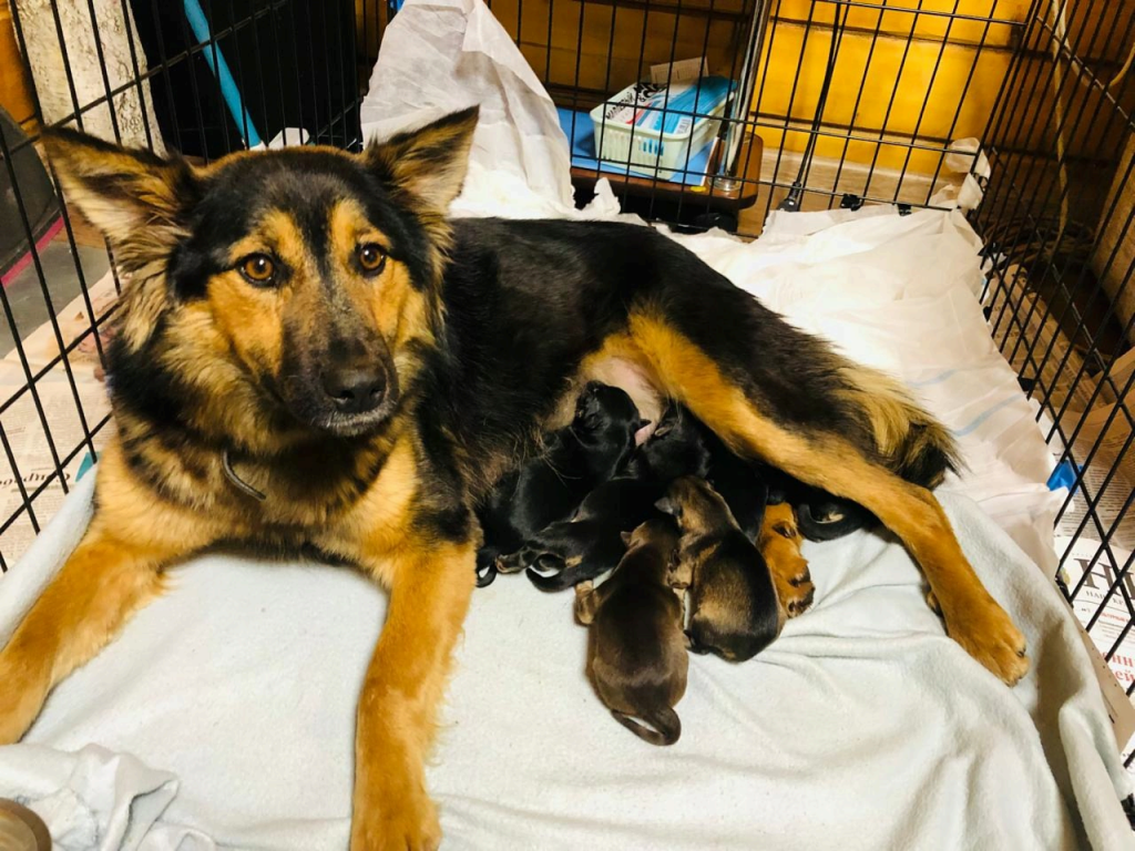 Судьба этой малышки сложилась удачно благодаря неравнодушию Анны и ее супруга