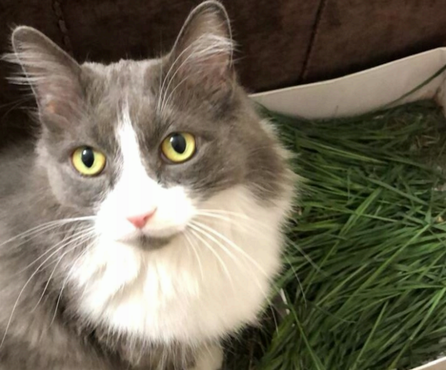 За короткий срок Макс стал невероятным красавцем