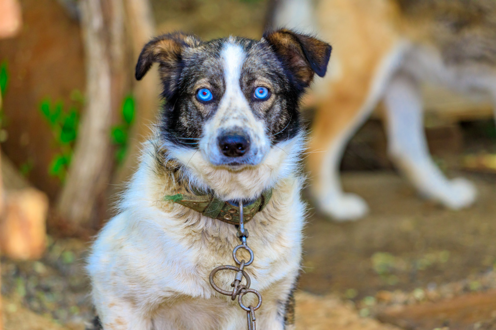 У Арчи из приюта «Друг» в Лучегорске удивительные голубые глаза. Это очень добрый пес, который просто обожает играть с детьми и сбегает на детские площадки.