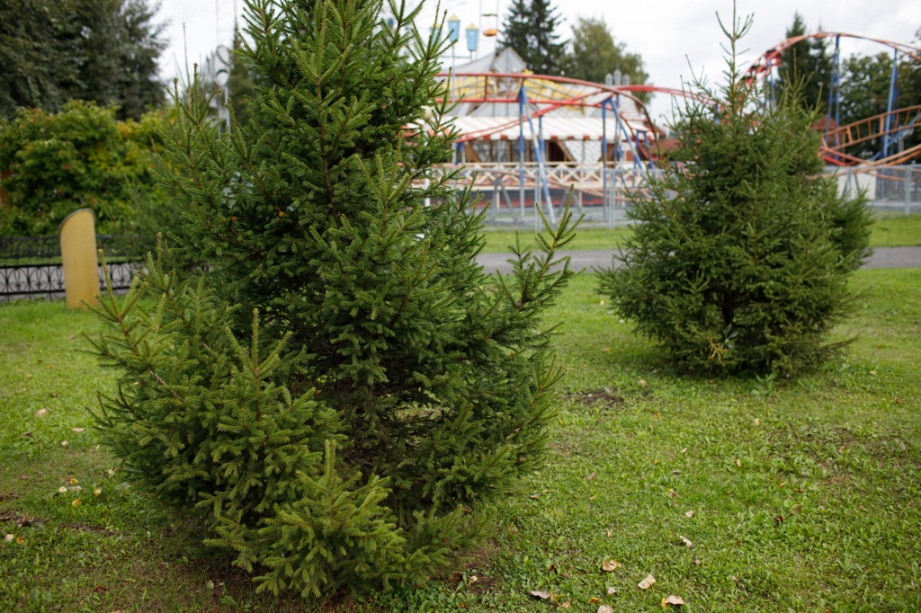 2020 год. Аллея теплоэнергетиков СГК — зеленый уголок в большом городе 2020 год. Аллея теплоэнергетиков СГК — зеленый уголок в большом городе