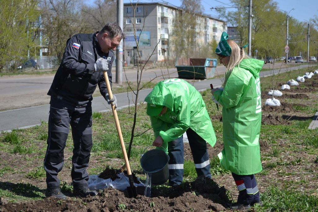 В Рубцовске новые липы и рябины высадили на ул. Алтайской