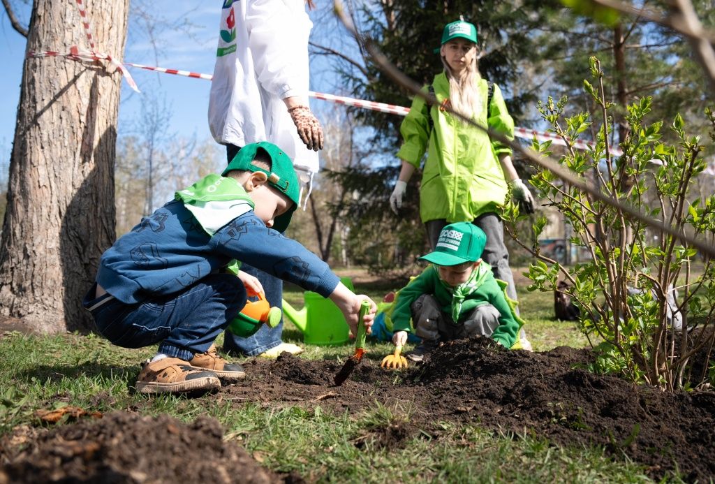 Новые сорта сирени для парков Новосибирска &mdash; потрясающе насыщенной цветовой гаммы: от белого до размыто-розовых оттенков; от сиреневого &mdash; до глубокого фиолетового