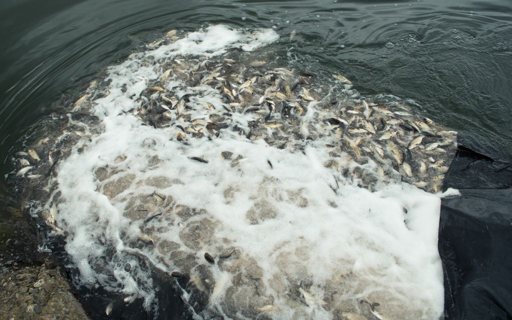 Выпуск рыбы в Беловское водохранилище идет по специальному мягкому рукаву, чтобы рыба не травмировалась