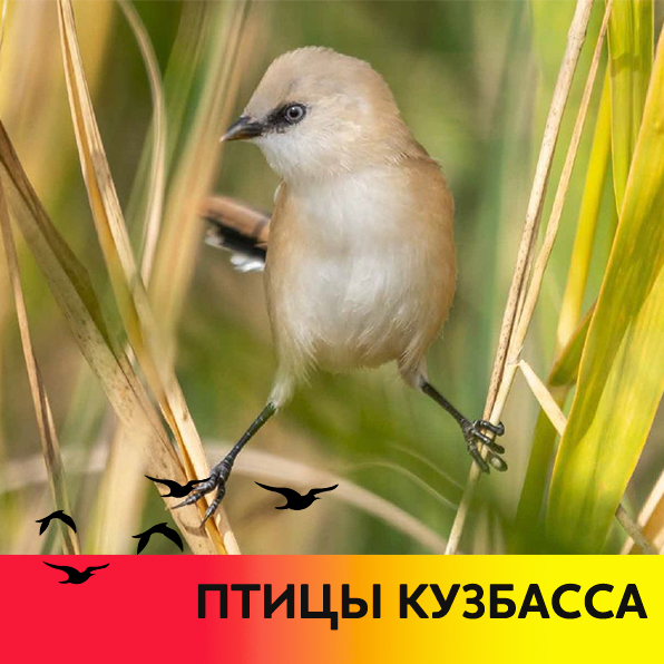 Встали на крыло: зачем энергетики рассказывают про редких птиц Кузбасса?