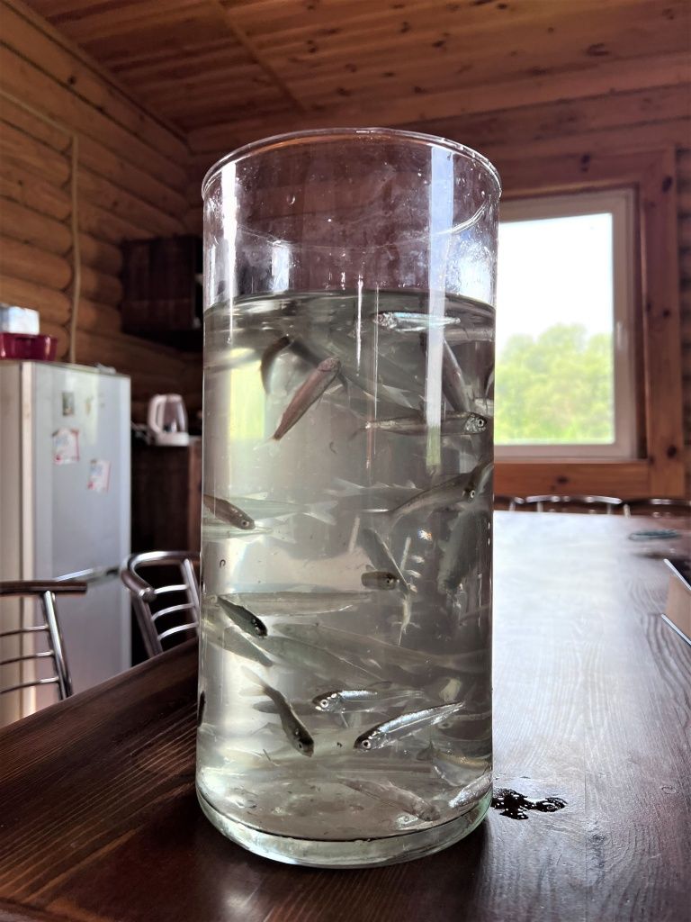 Малькам нельмы предстоит вырасти и дать потомство