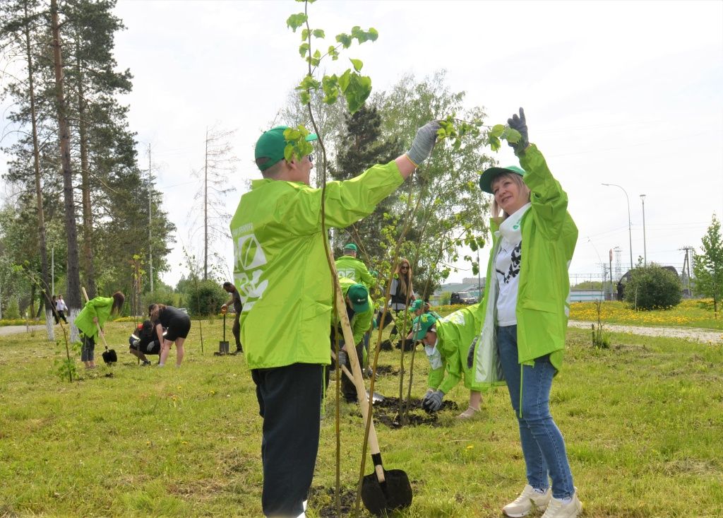 Саженцы уже достаточно высокие. Взрослые деревья достигают в высоту около 7 метров. Сотрудники Томь-Усинской ГРЭС говорят, что обязательно будут проверять, как деревья себя чувствуют на новом месте