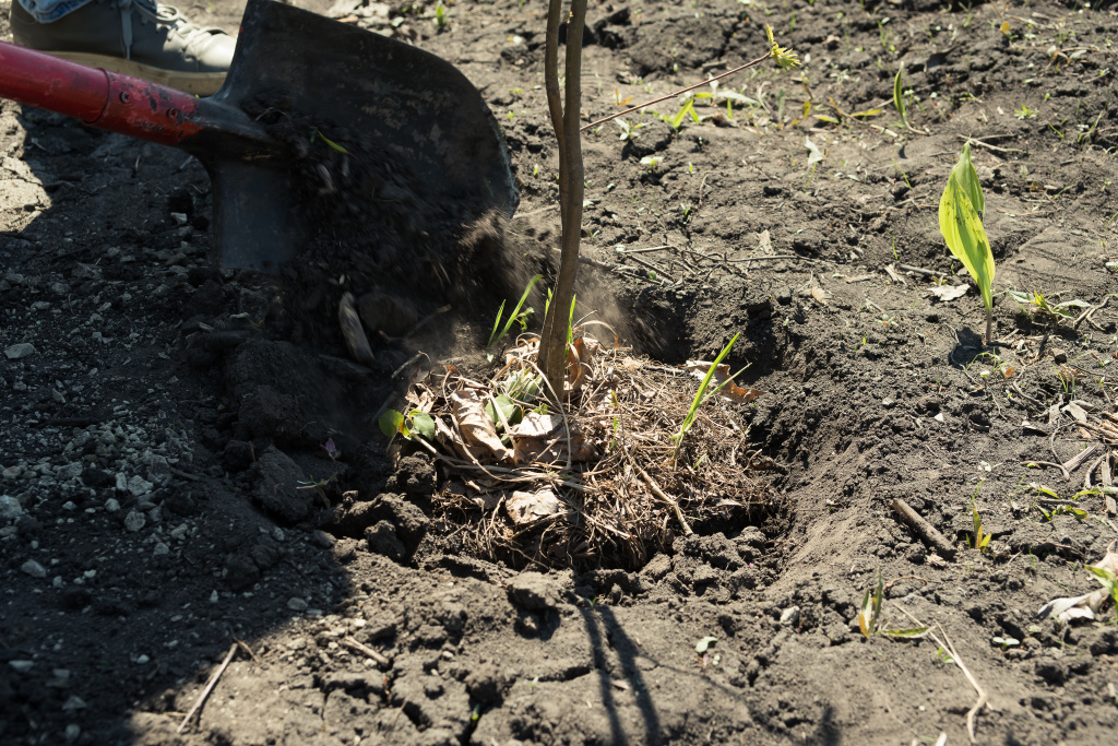 Про рябиновые бусы, МЧС и миллиметраж — как в Кемерове деревья высаживали