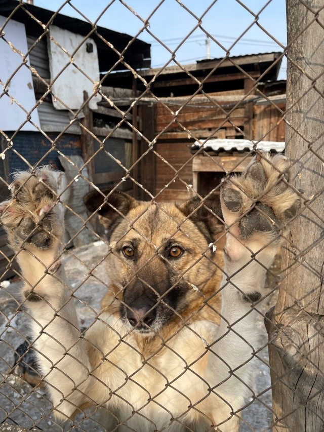 Тысяча и один пес: как живет приют «Каштанкин дом» 