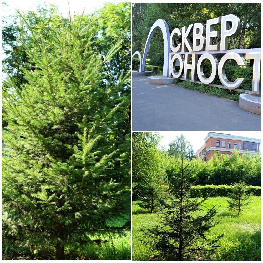 Вот такие елочки теперь в сквере Юности. Приходите любоваться!